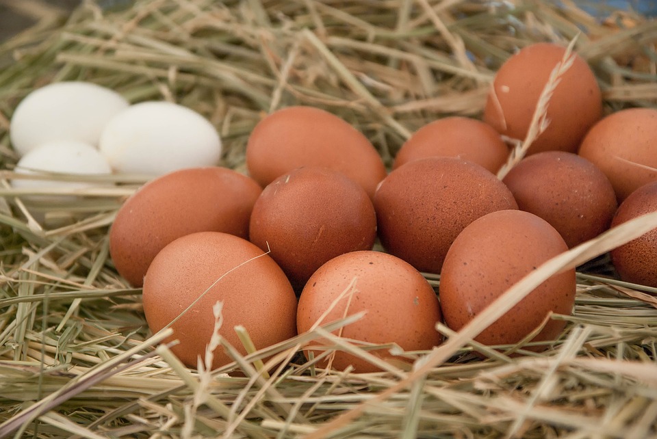 descuento bofetada gradualmente Tipos de huevos de gallina. ¿Qué huevos se venden? - Cestalia.com